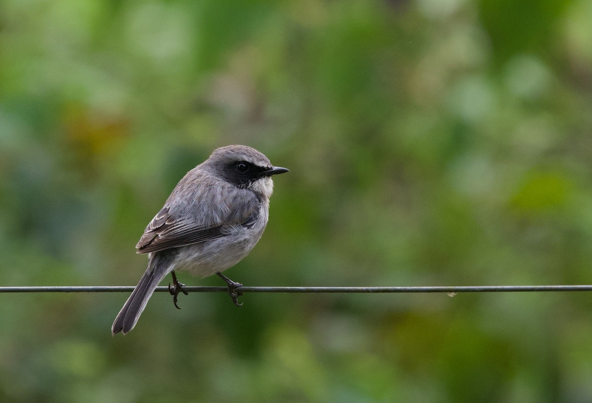 Gray Bushchat - ML331307231