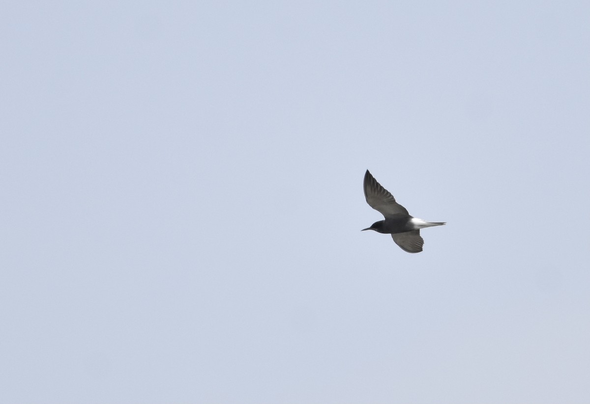 Black Tern - ML331307731