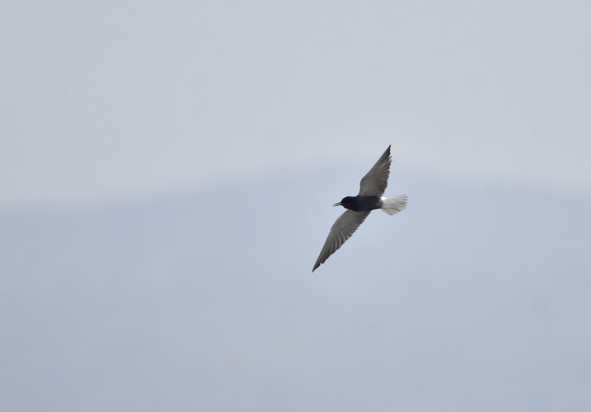 Black Tern - Giorgos Kouthouridis