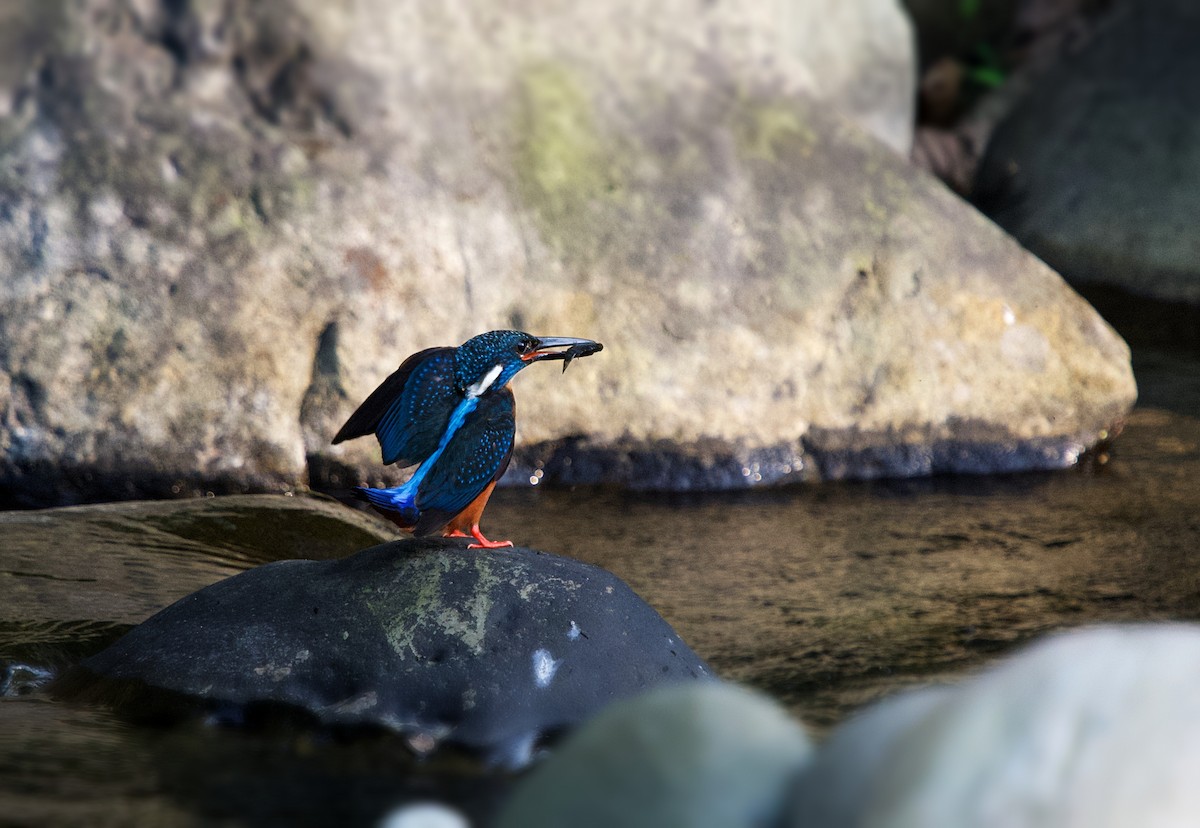 Blyth's Kingfisher - ML331308581