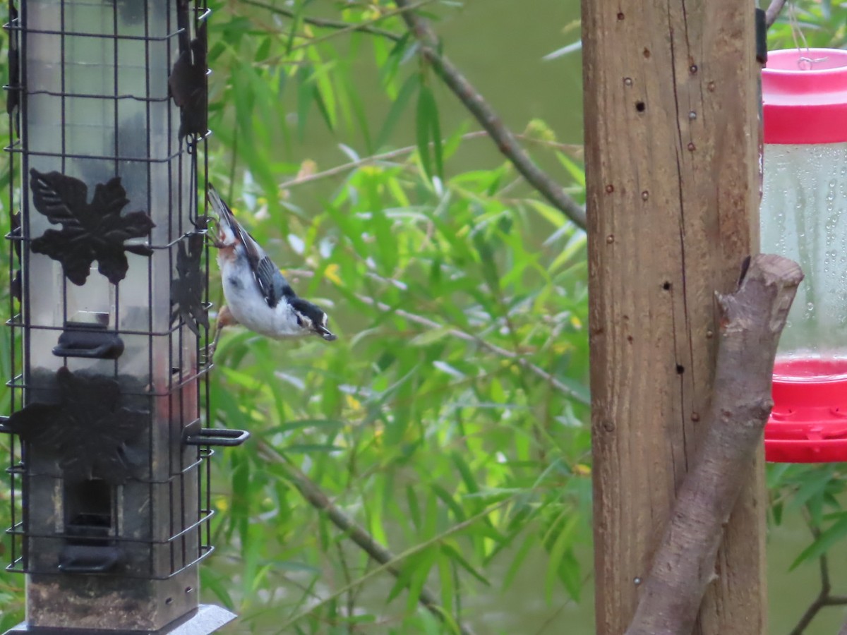 White-breasted Nuthatch - Fran Loyd