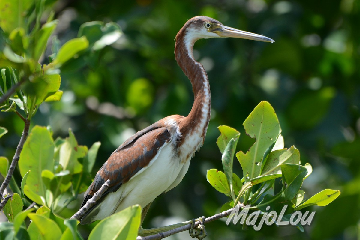 Aigrette tricolore - ML33131101