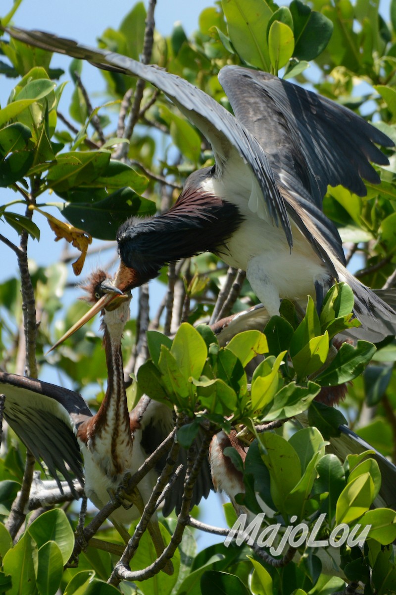 Tricolored Heron - ML33131121