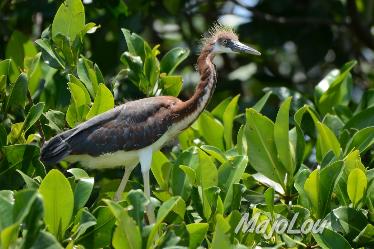 Tricolored Heron - ML33131141