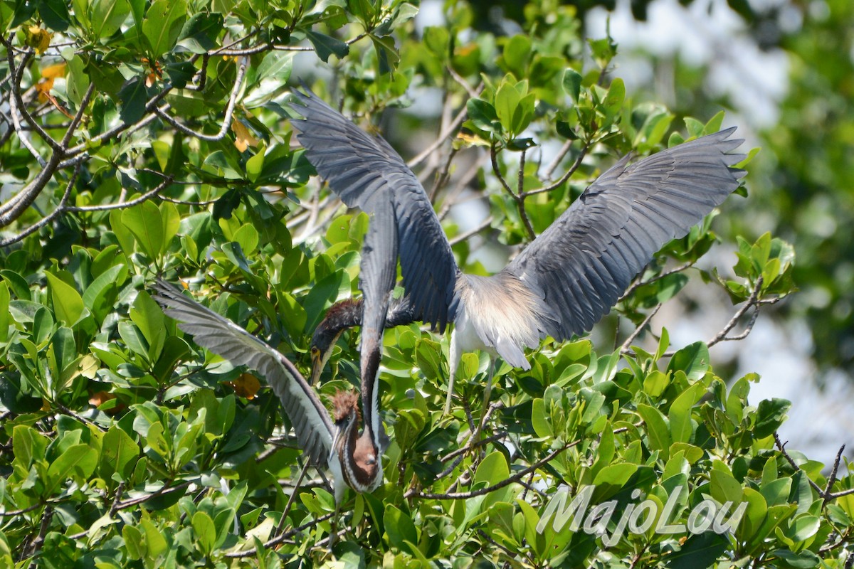 Tricolored Heron - ML33131161