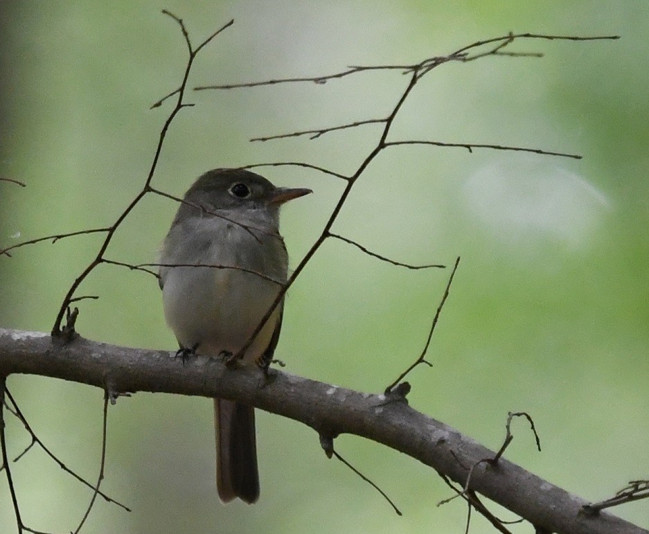 Acadian Flycatcher - Betty Sue Cohen