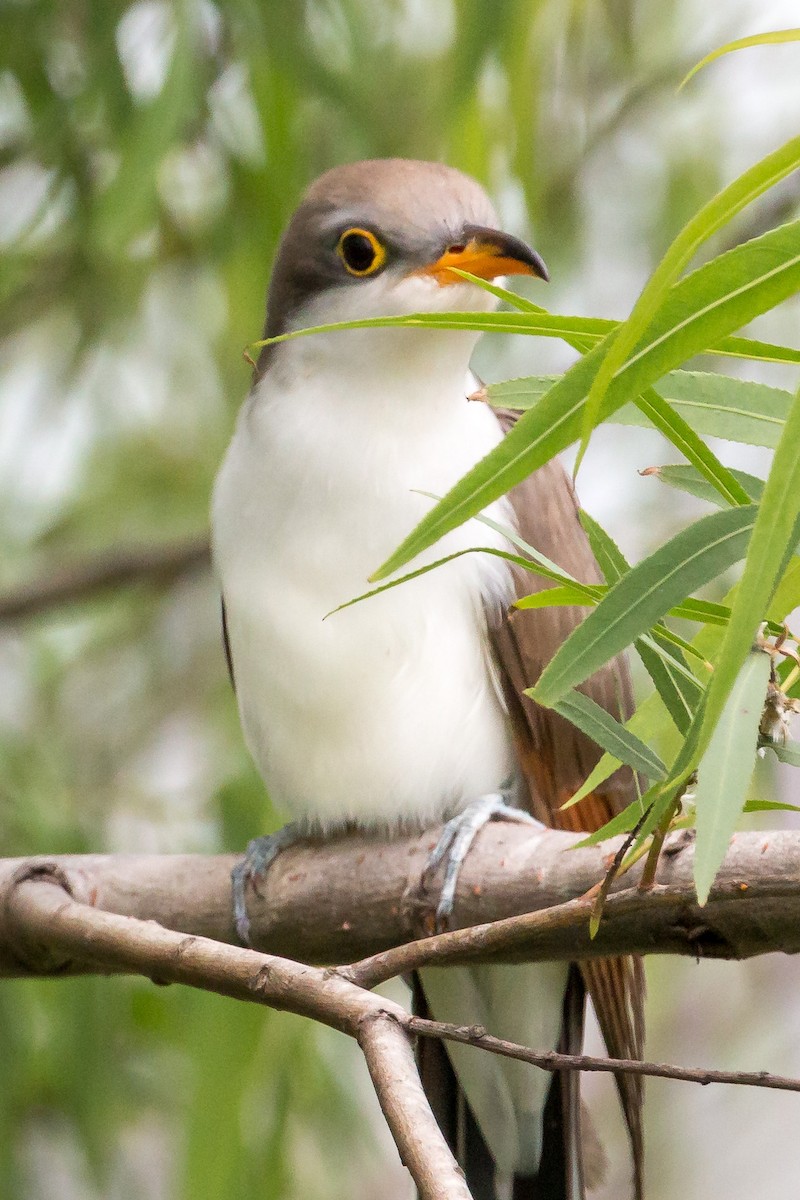 Yellow-billed Cuckoo - Hope Huntington