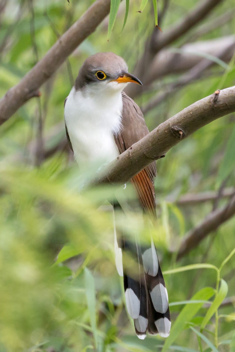 Yellow-billed Cuckoo - Hope Huntington