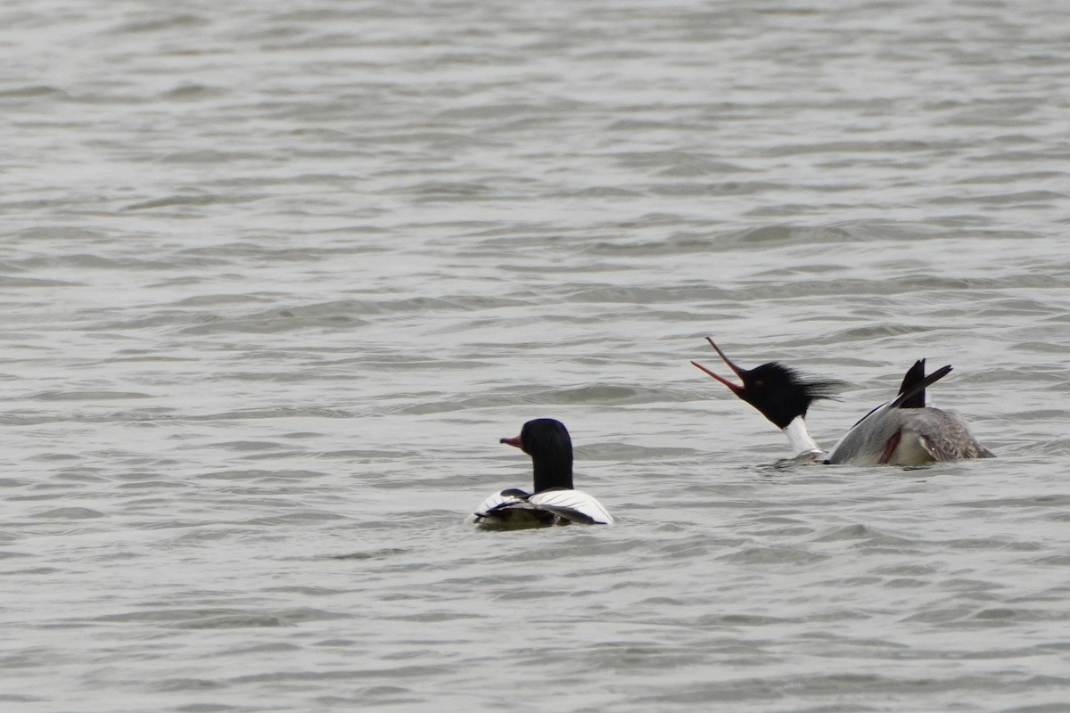 Red-breasted Merganser - Gustino Lanese