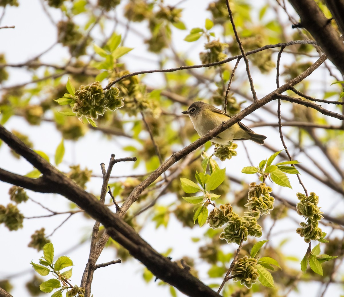 Blue-headed Vireo - ML331315391