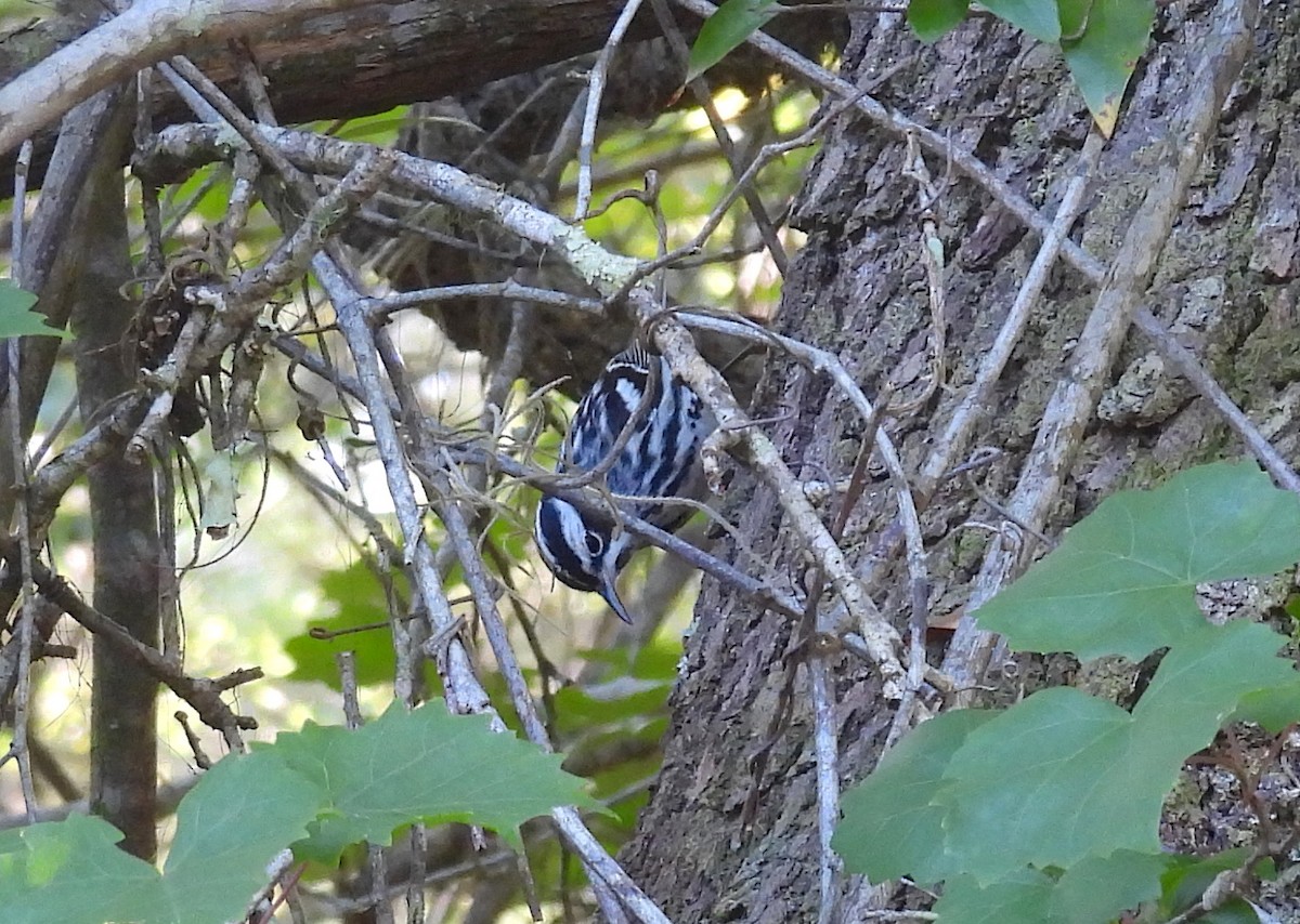 Black-and-white Warbler - Christine Rowland