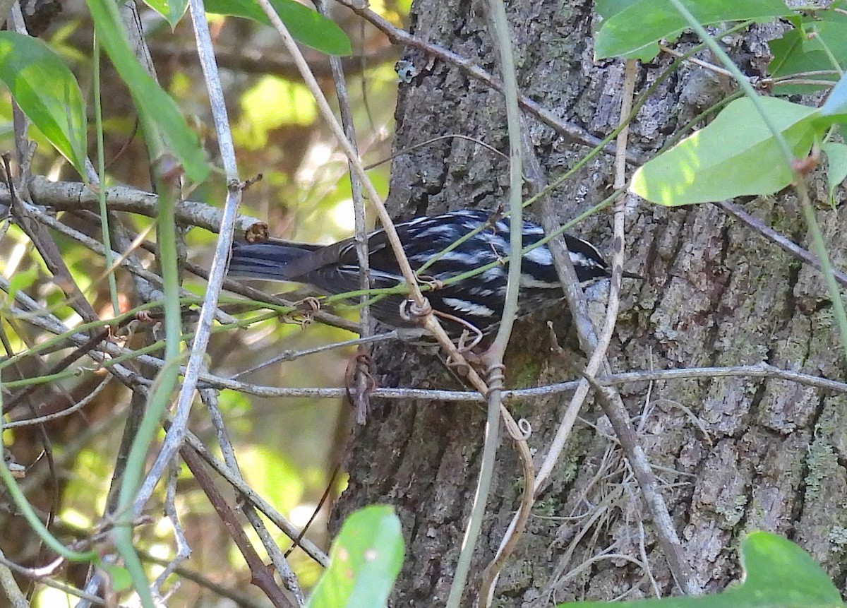 Black-and-white Warbler - ML331316701