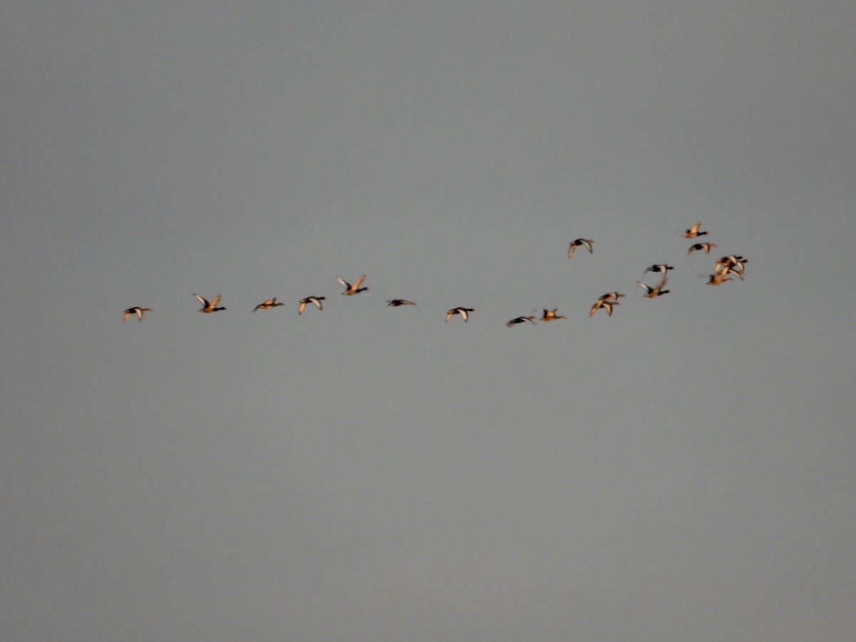 Rosy-billed Pochard - ML331316981