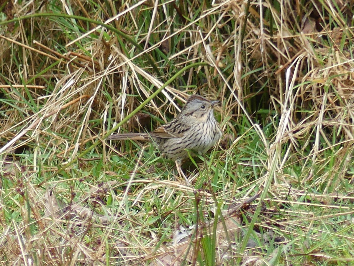 Lincoln's Sparrow - ML331317231