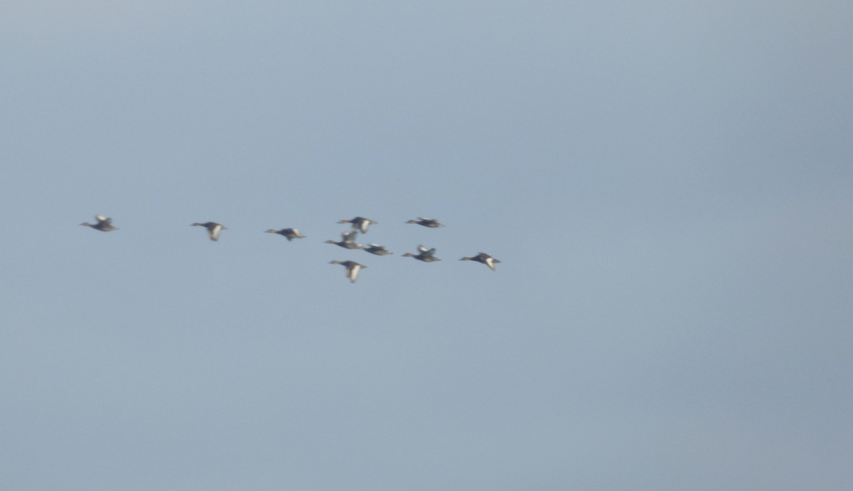 Rosy-billed Pochard - ML331317431