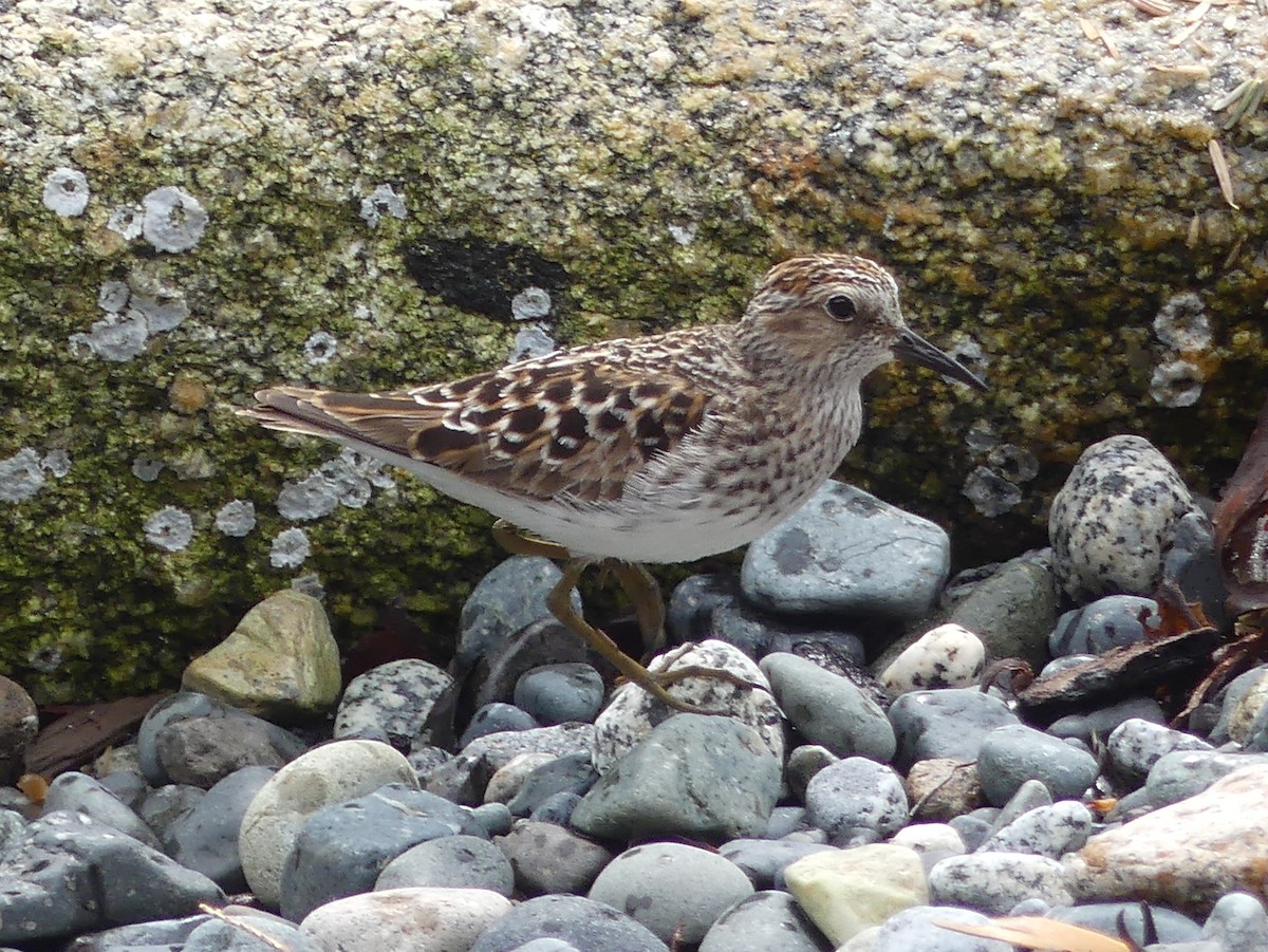 Least Sandpiper - ML331317471