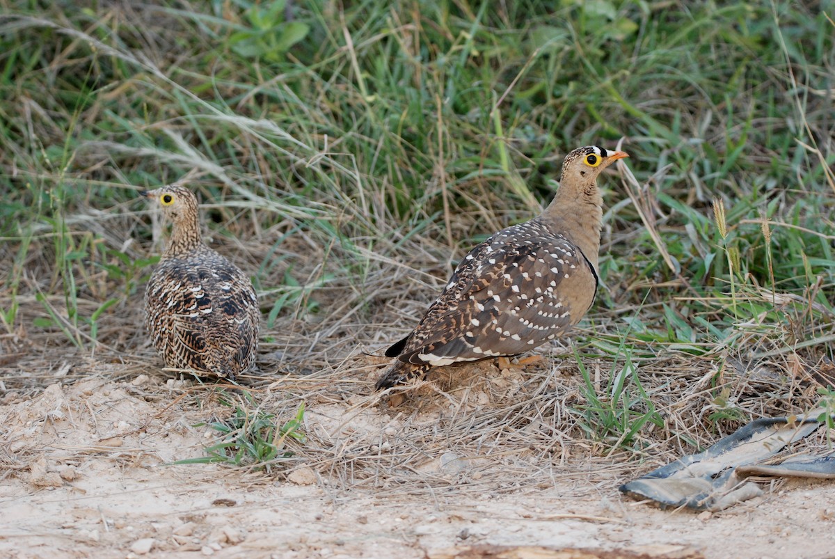 Double-banded Sandgrouse - ML331318591