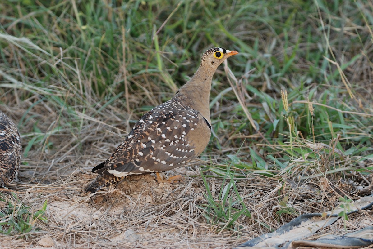 Double-banded Sandgrouse - ML331318881