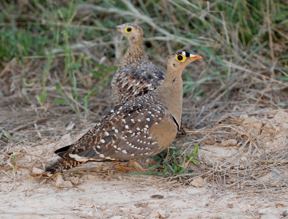 Double-banded Sandgrouse - ML331318951