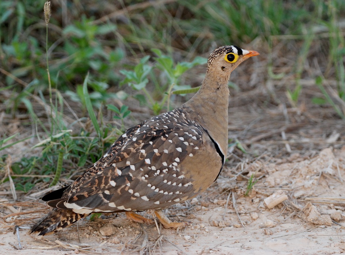 Double-banded Sandgrouse - ML331319001