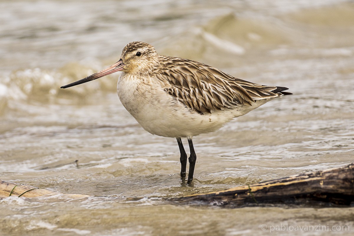 Хурган цууцал - ML331319261