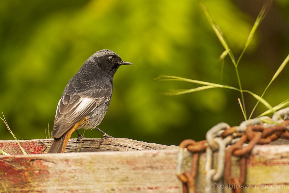 Мойлон гал сүүлт - ML331319321