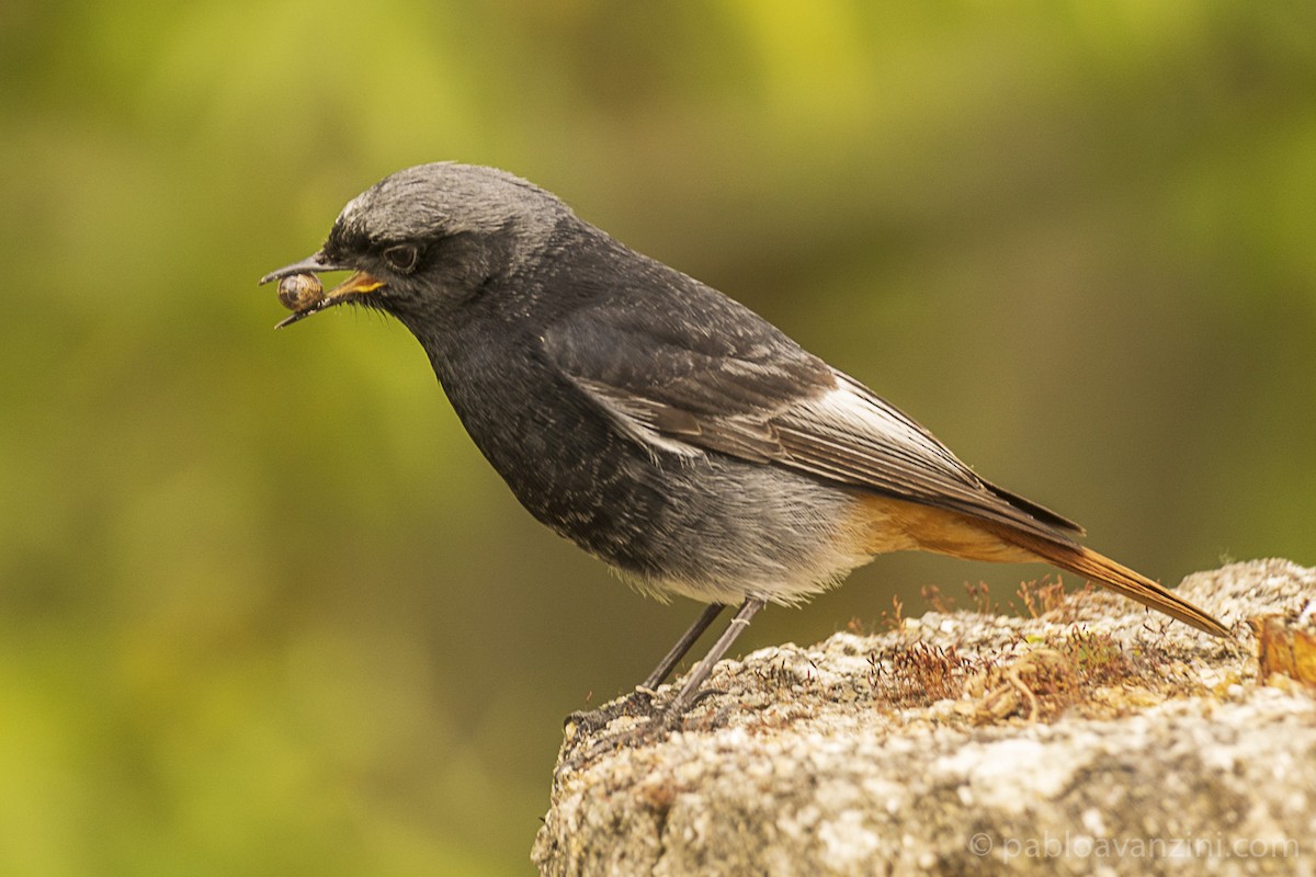 Black Redstart - Pablo Avanzini