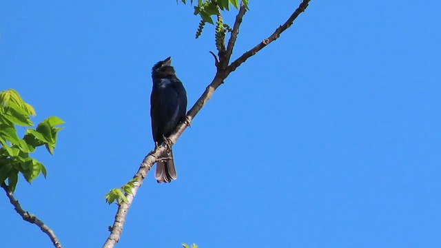 Blue Grosbeak - ML331319731