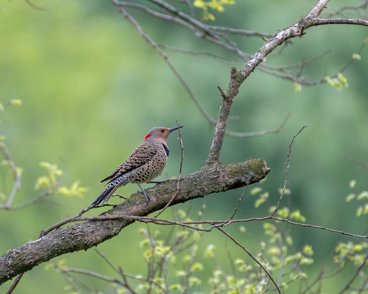 Northern Flicker - Jim Lukancic