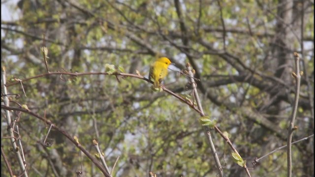 Northern Yellow Warbler - ML331321311