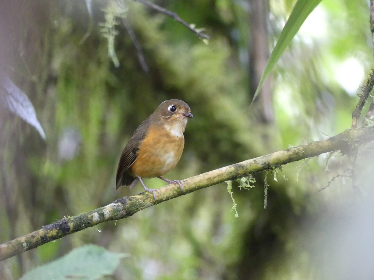 Leymebamba Antpitta - ML331321641