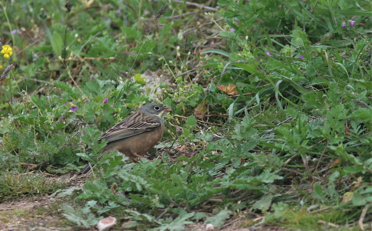 Ortolan Bunting - ML331321941