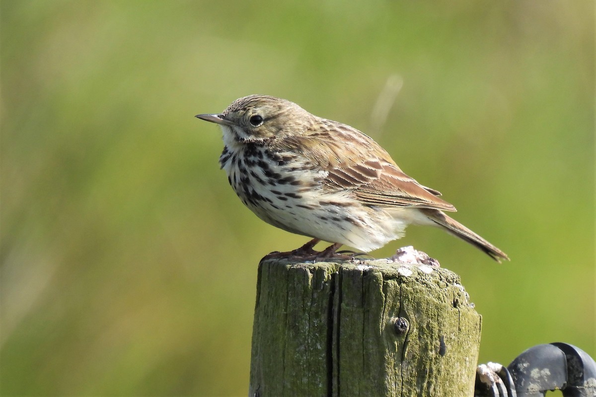 Meadow Pipit - Joren van Schie