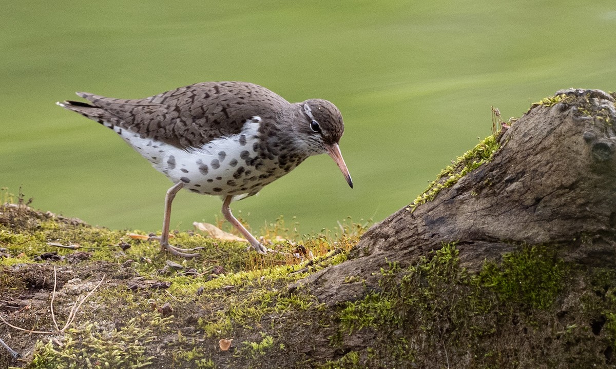 Spotted Sandpiper - Brad Heath
