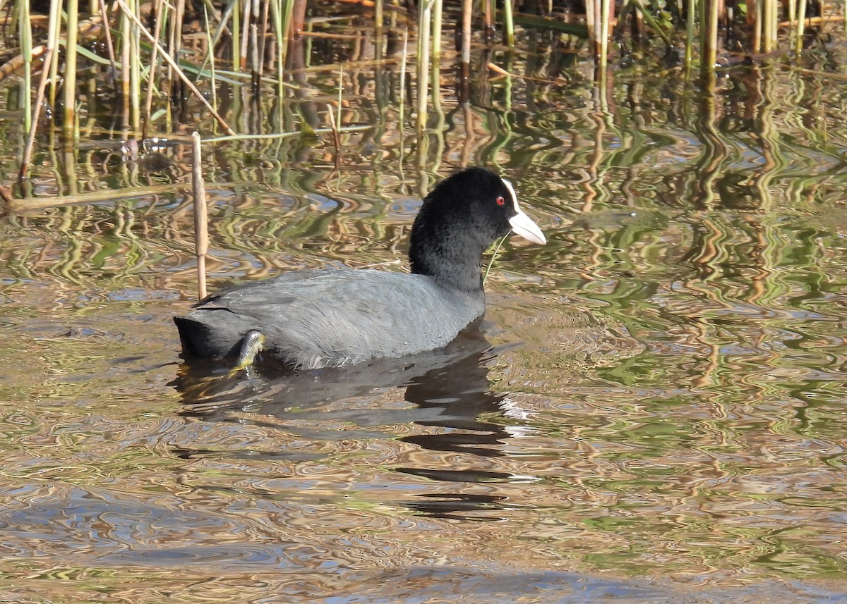 Eurasian Coot - ML331323711