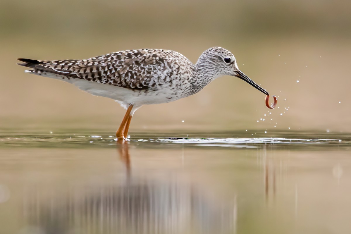 Lesser Yellowlegs - Matthew Plante