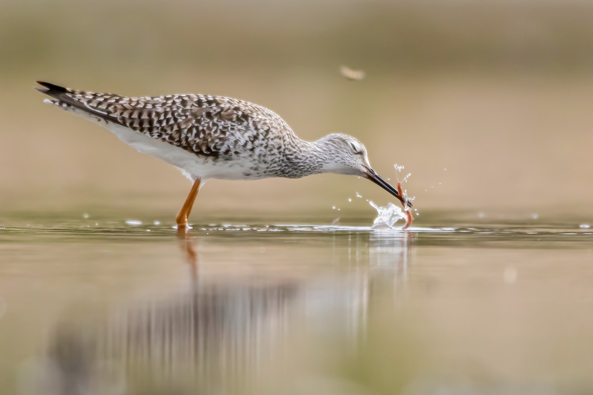 Lesser Yellowlegs - Matthew Plante