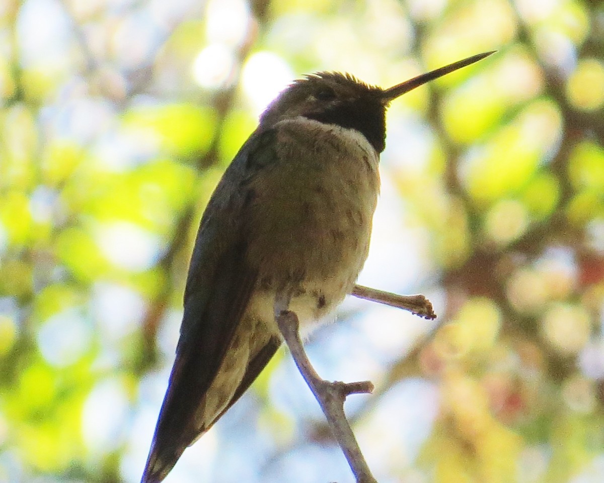 Broad-tailed Hummingbird - ML33132621