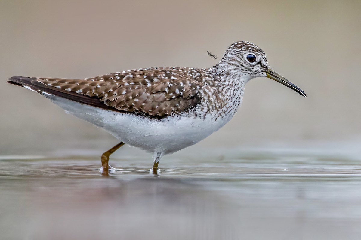 Solitary Sandpiper - Matthew Plante