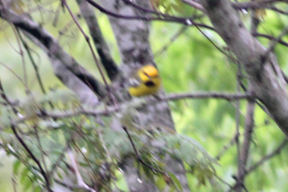 Lawrence's Warbler (hybrid) - Timothy P. Jones