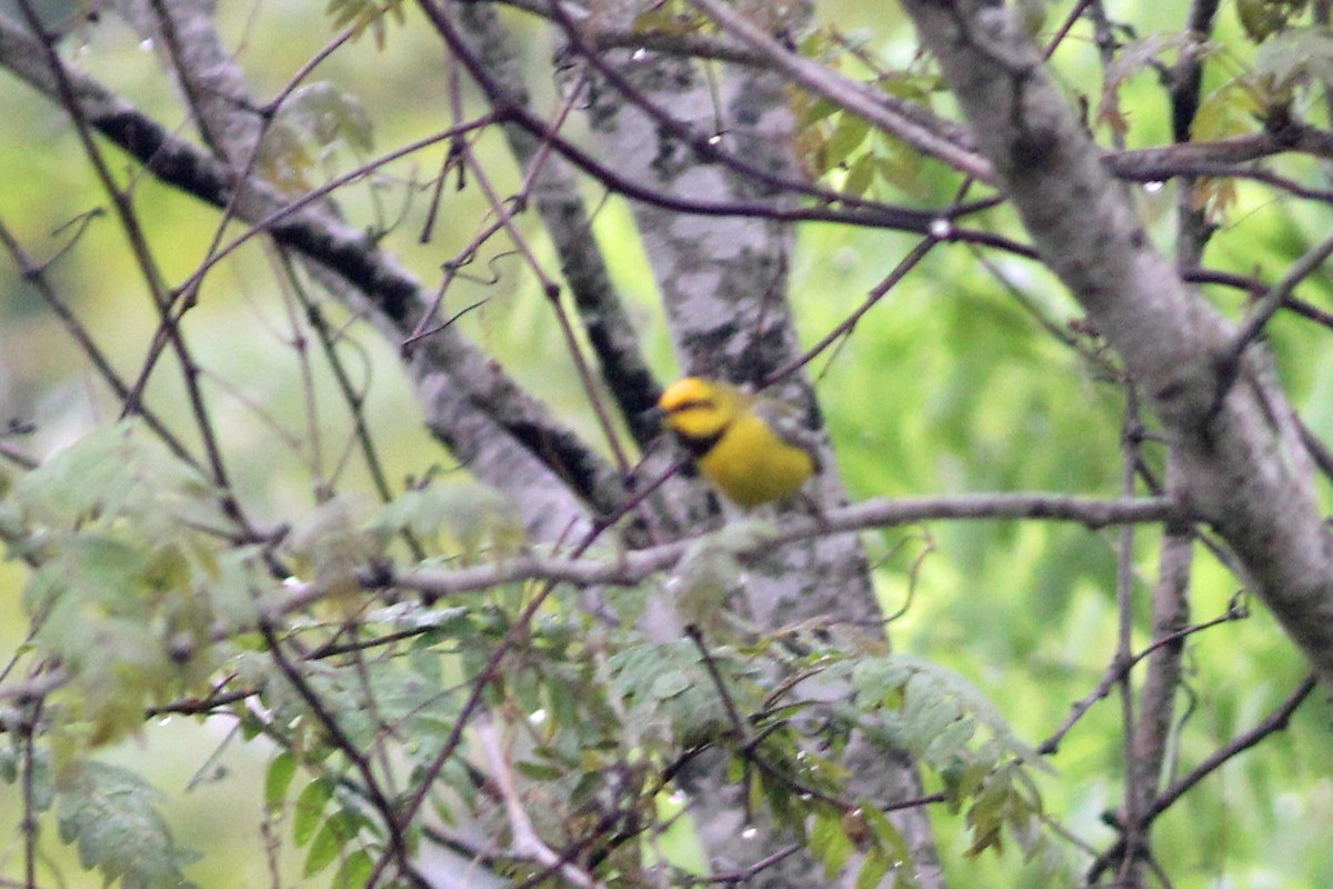 Lawrence's Warbler (hybrid) - ML331327201