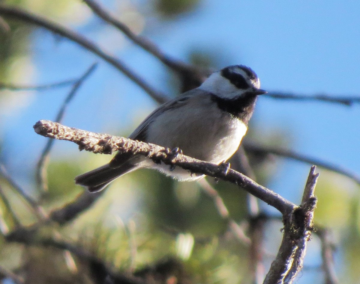 Mountain Chickadee - Matthew Hunter