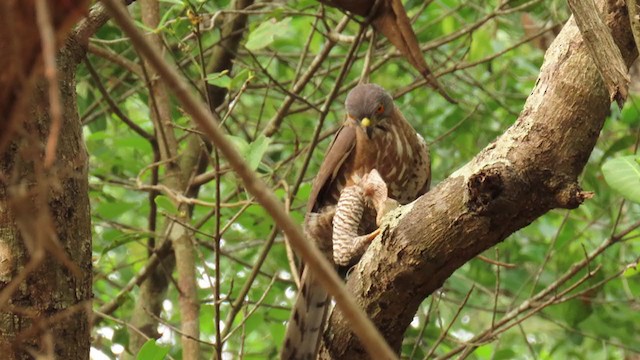 Crested Goshawk - ML331329011