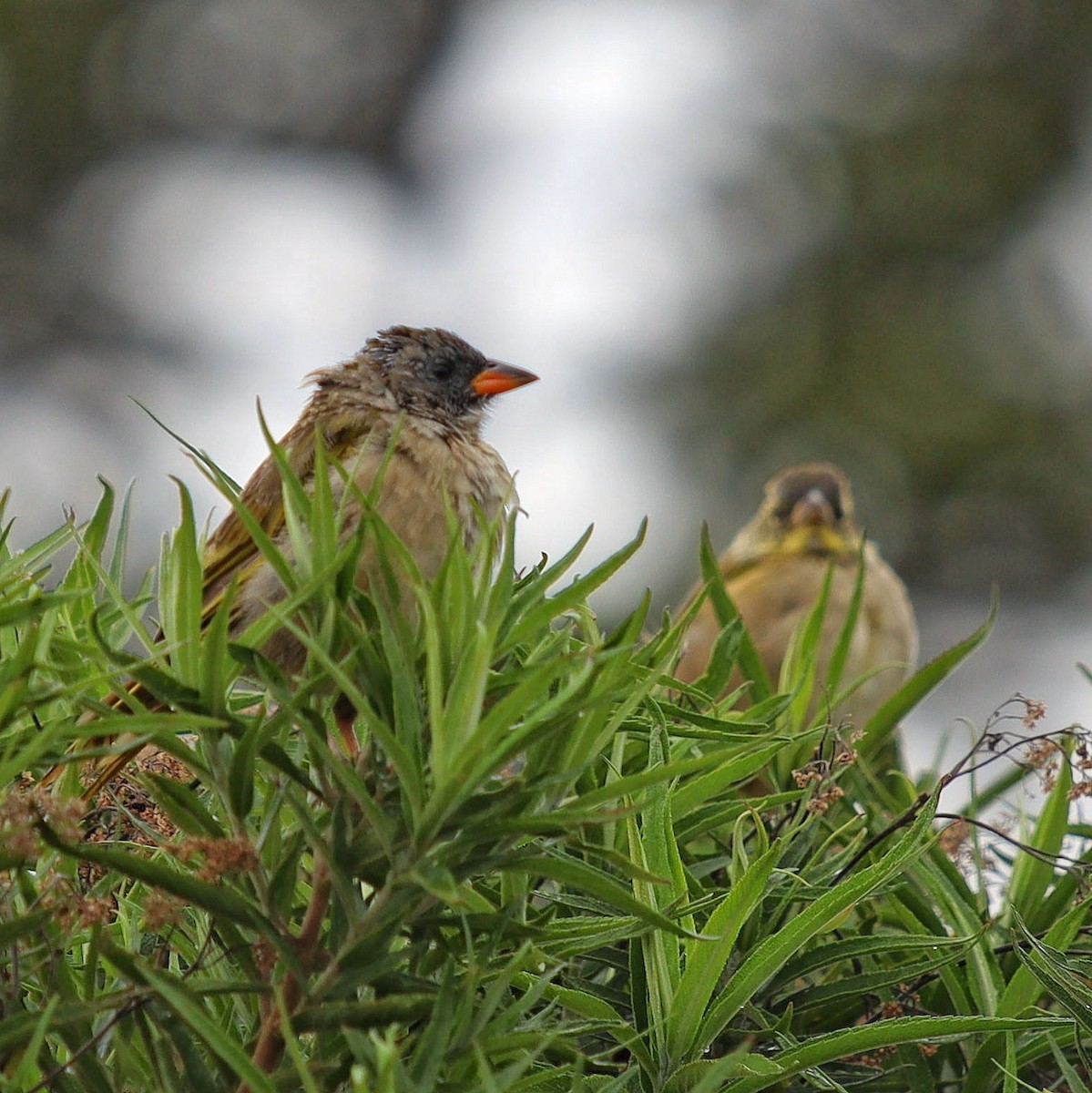 Great Pampa-Finch - ML331329381