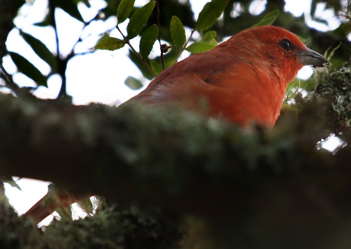 Hepatic Tanager (Lowland) - ML331329671
