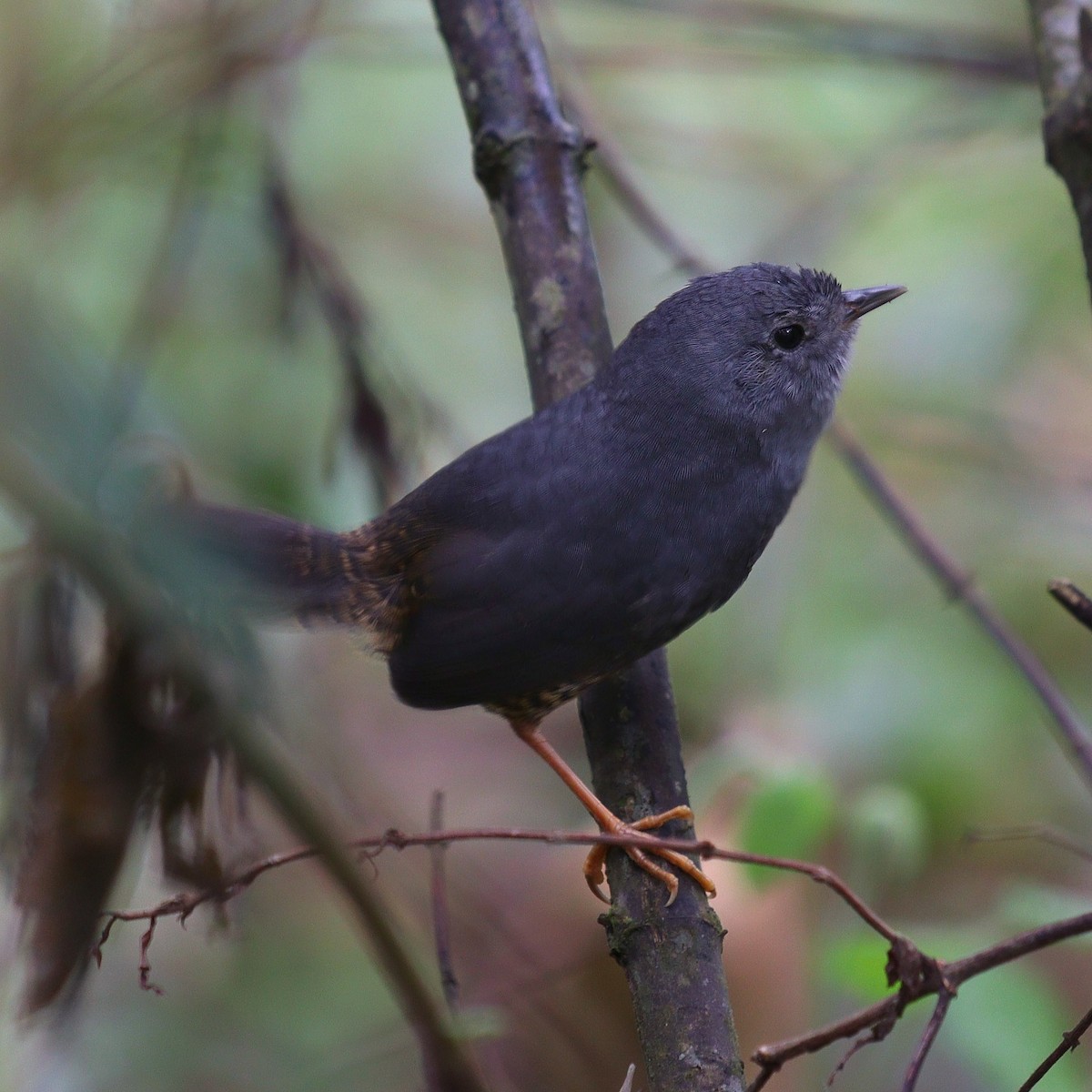 Planalto Tapaculo - ML331329941