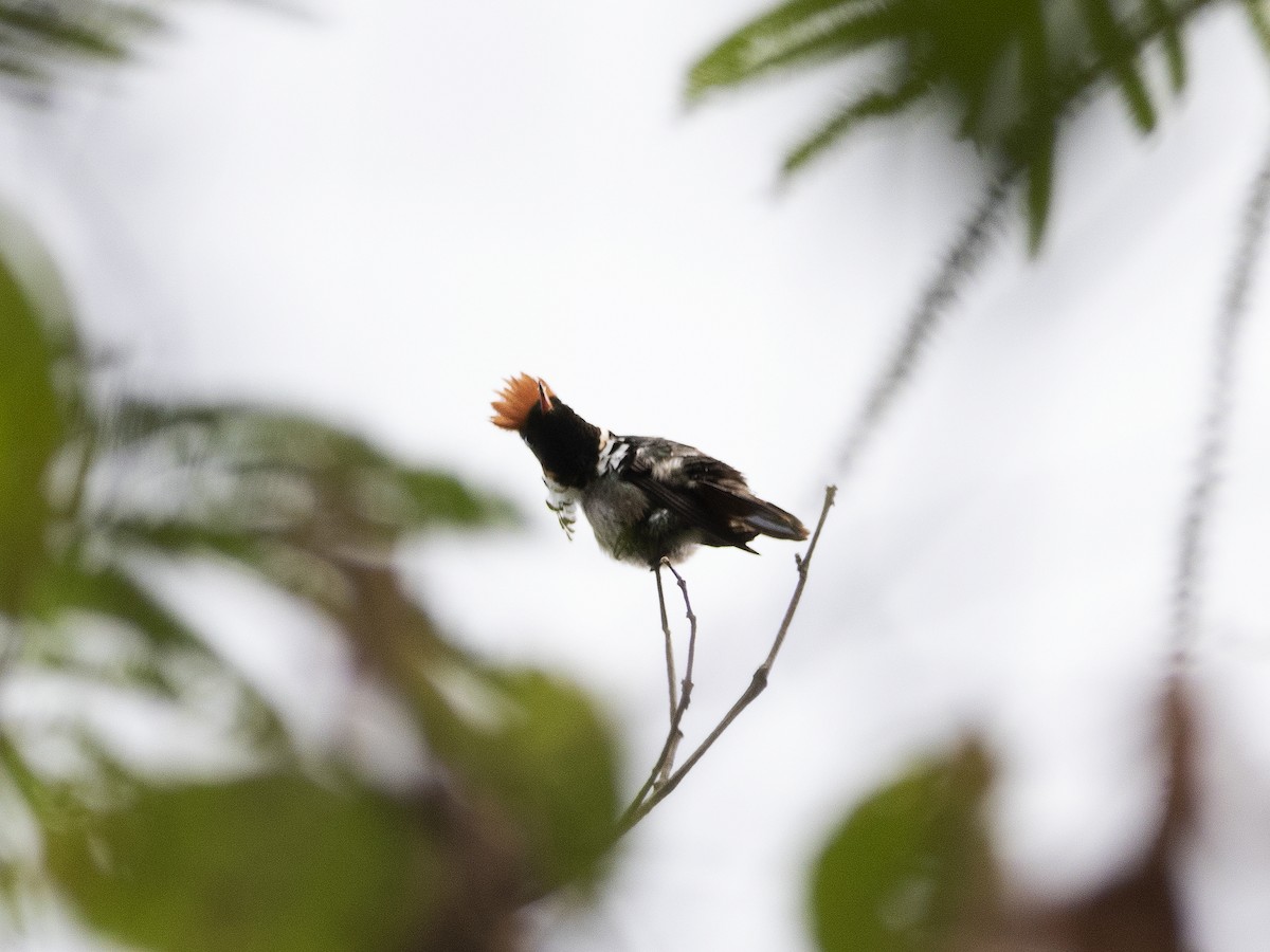 Frilled Coquette - Alex Mesquita