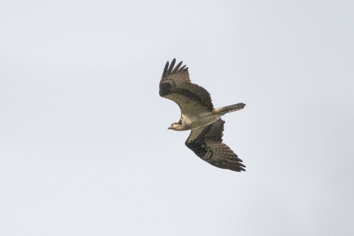 Osprey - ML331332811