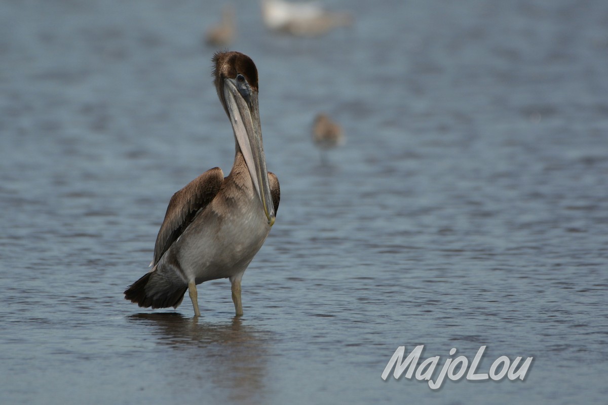 Brown Pelican - Maria Jose Lou