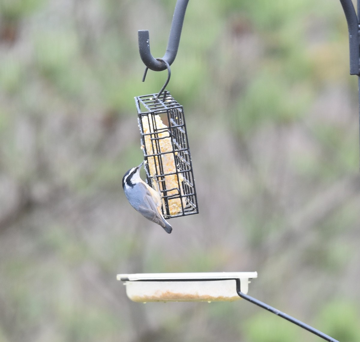 Red-breasted Nuthatch - Ken Althouse